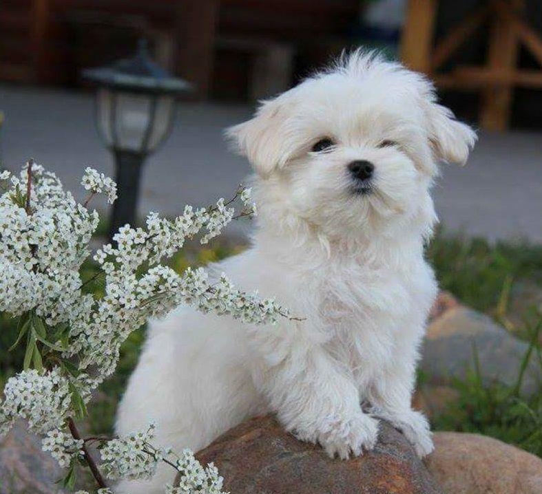 Bichon Maltese de elita, parinti cu pedigree tip A, pentru pretentiosi