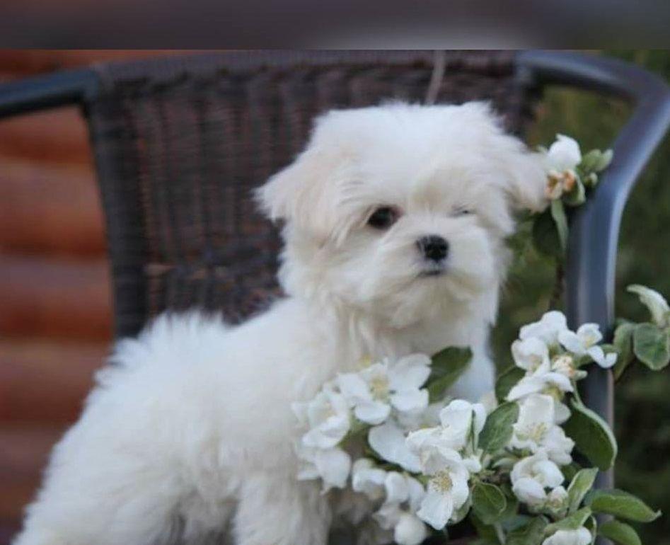 Bichon Maltese de elita, parinti cu pedigree tip A, pentru pretentiosi