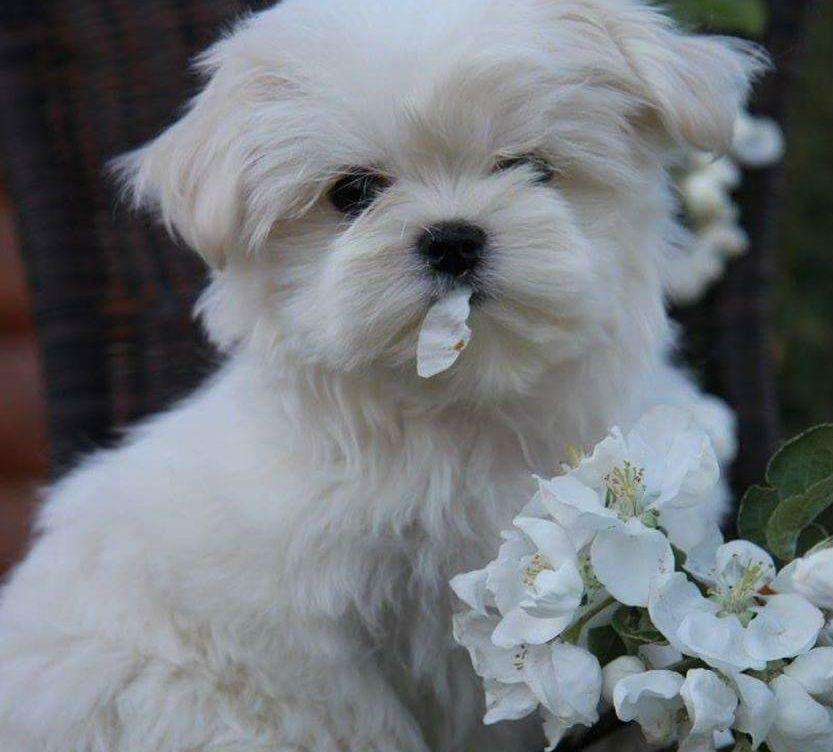 Bichon Maltese de elita, parinti cu pedigree tip A, pentru pretentiosi