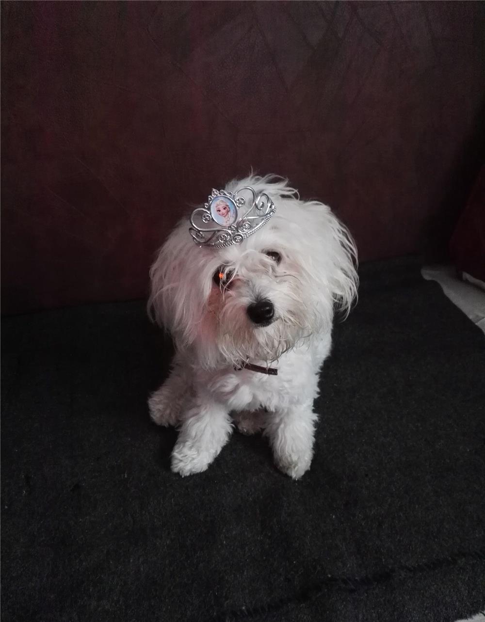 Bichon maltese fetita, varsta 1 an , vaccinata