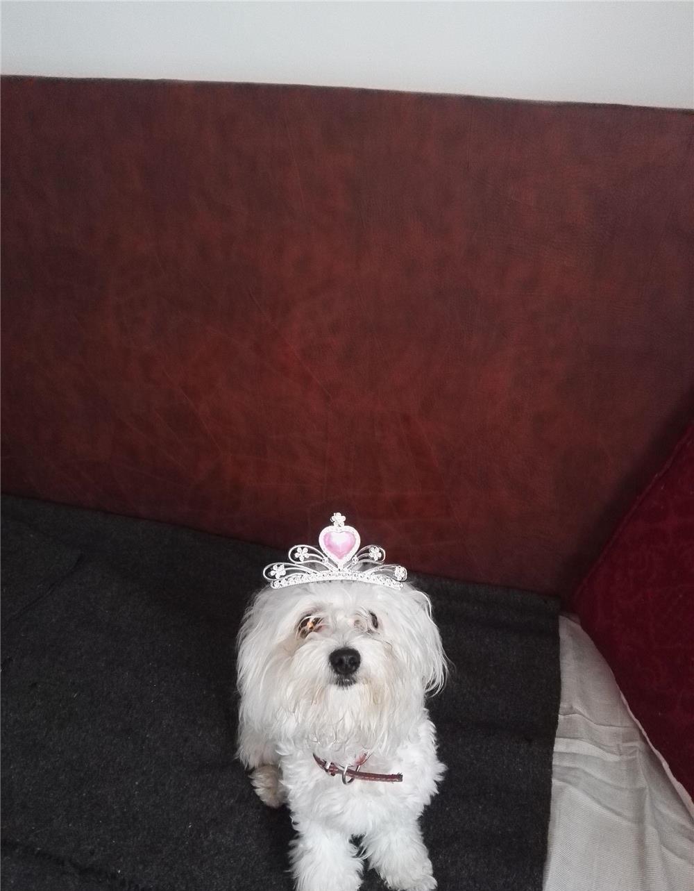 Bichon maltese fetita, varsta 1 an , vaccinata