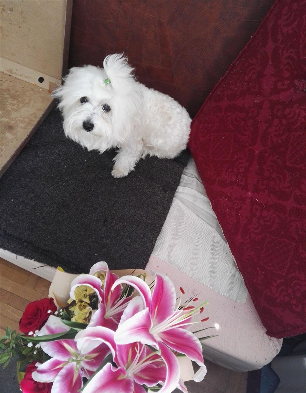 Bichon maltese fetita, varsta 1 an , vaccinata
