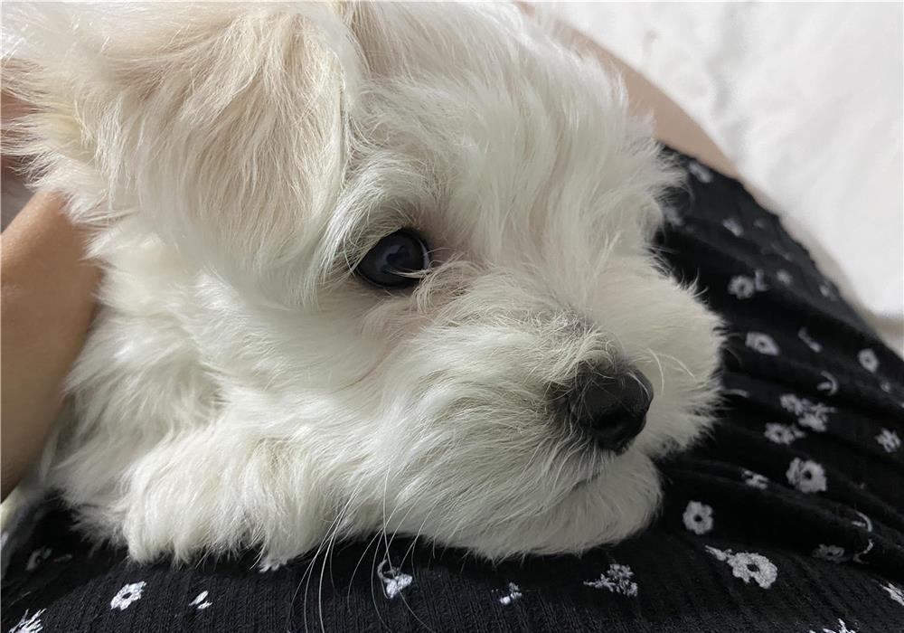 Bichon Maltese Mini Toy
