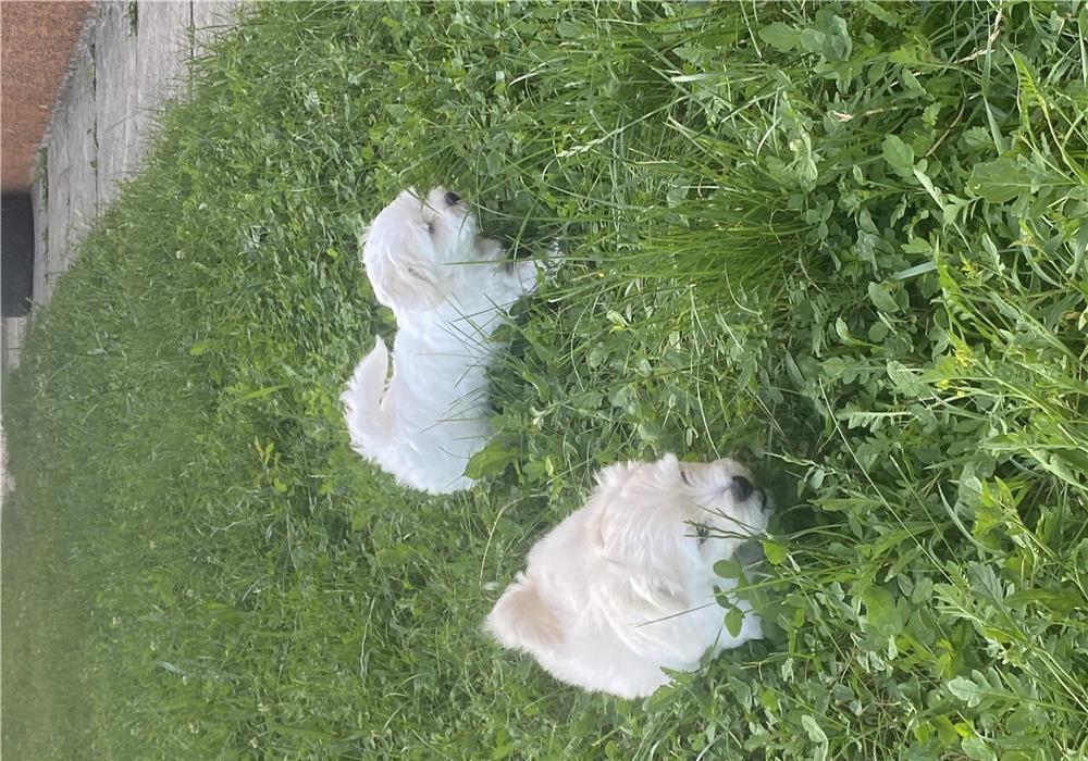 Bichon Maltese Mini Toy