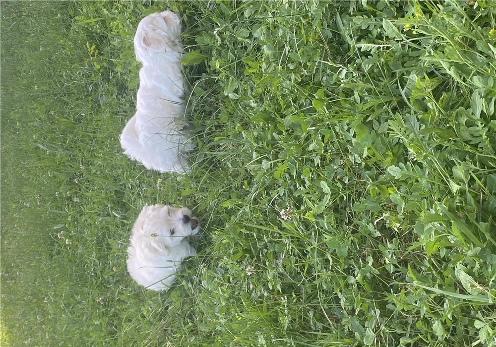 Bichon Maltese Mini Toy