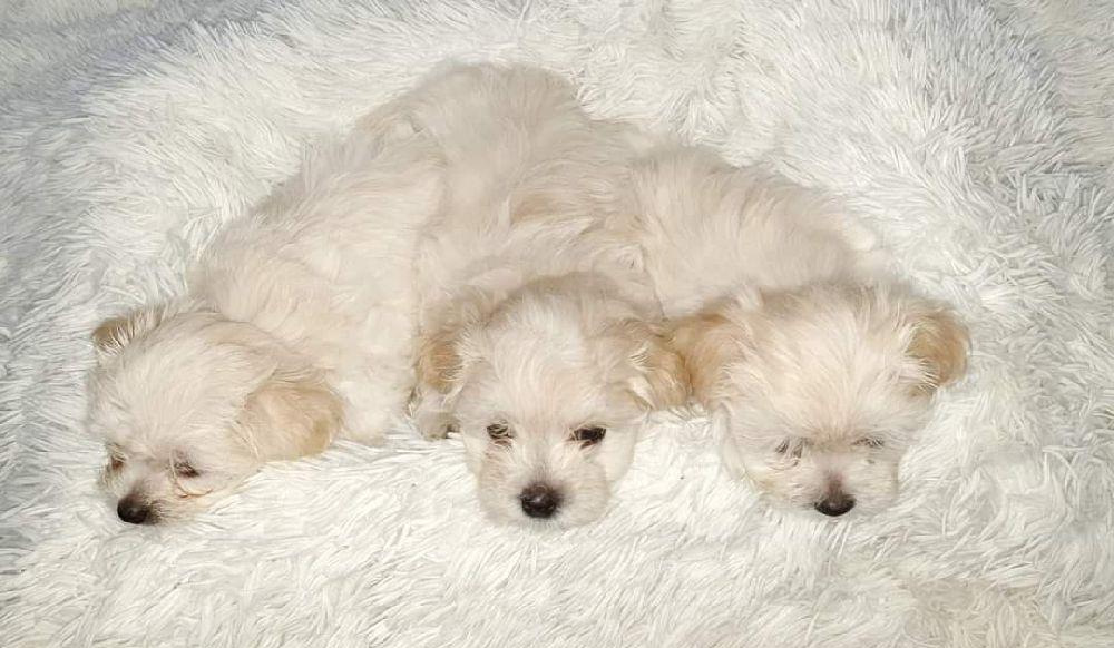 Bichon maltese rasă pură- talie mică