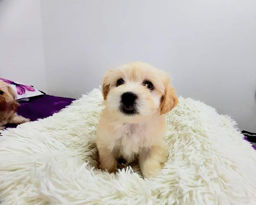 Bichon maltese rasă pură- talie mică