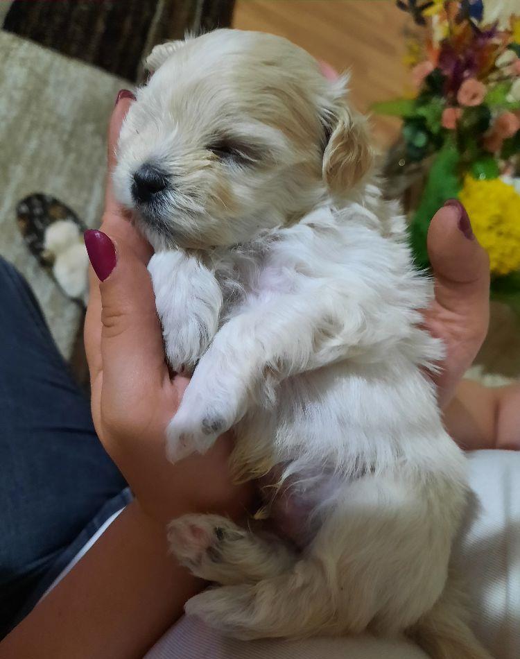 Bichon maltese rasă pură- talie mică
