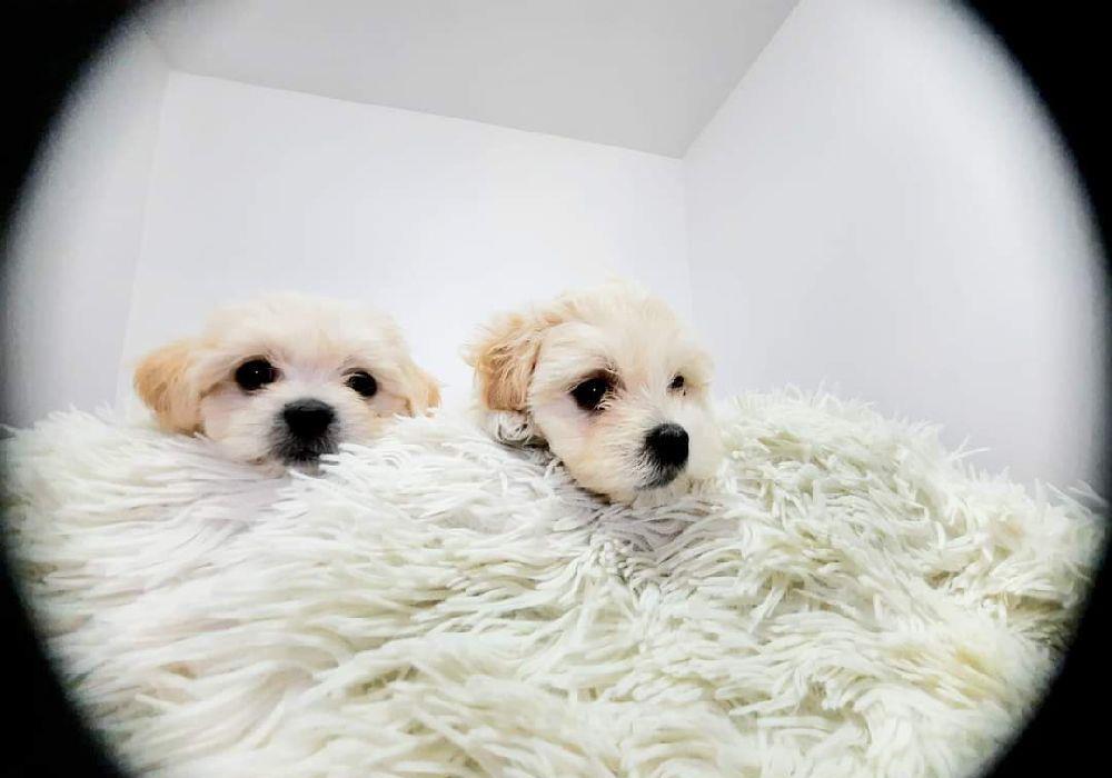 Bichon maltese rasă pură- talie mică