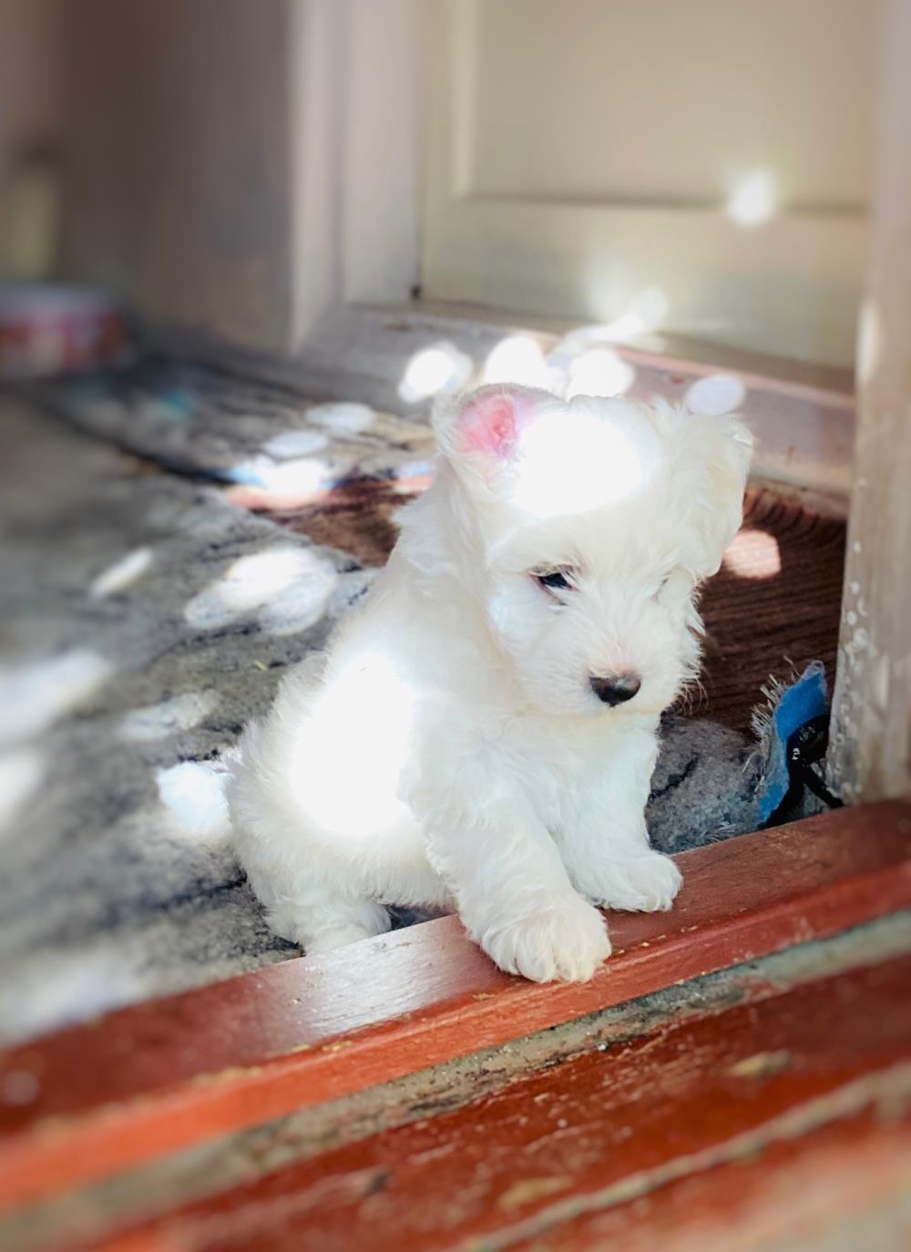 Bichon maltese talie mica