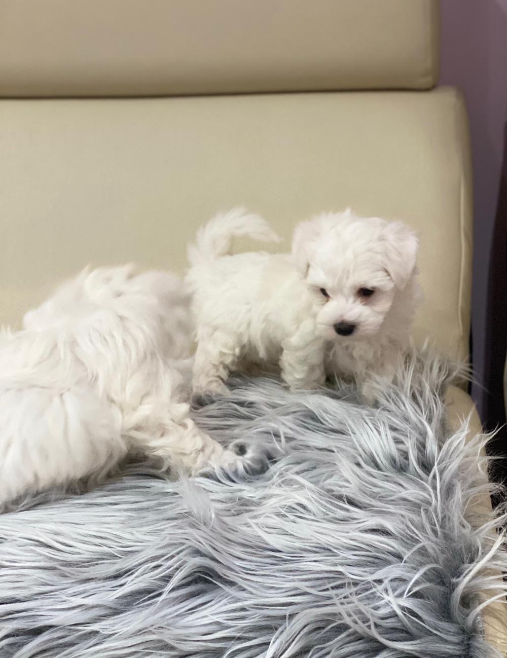 Bichon maltese talie mica
