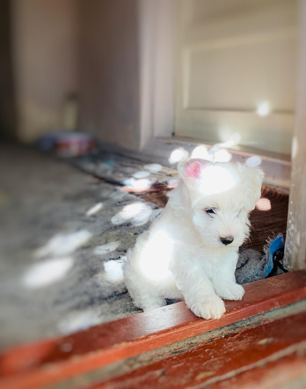 Bichon maltese talie mica