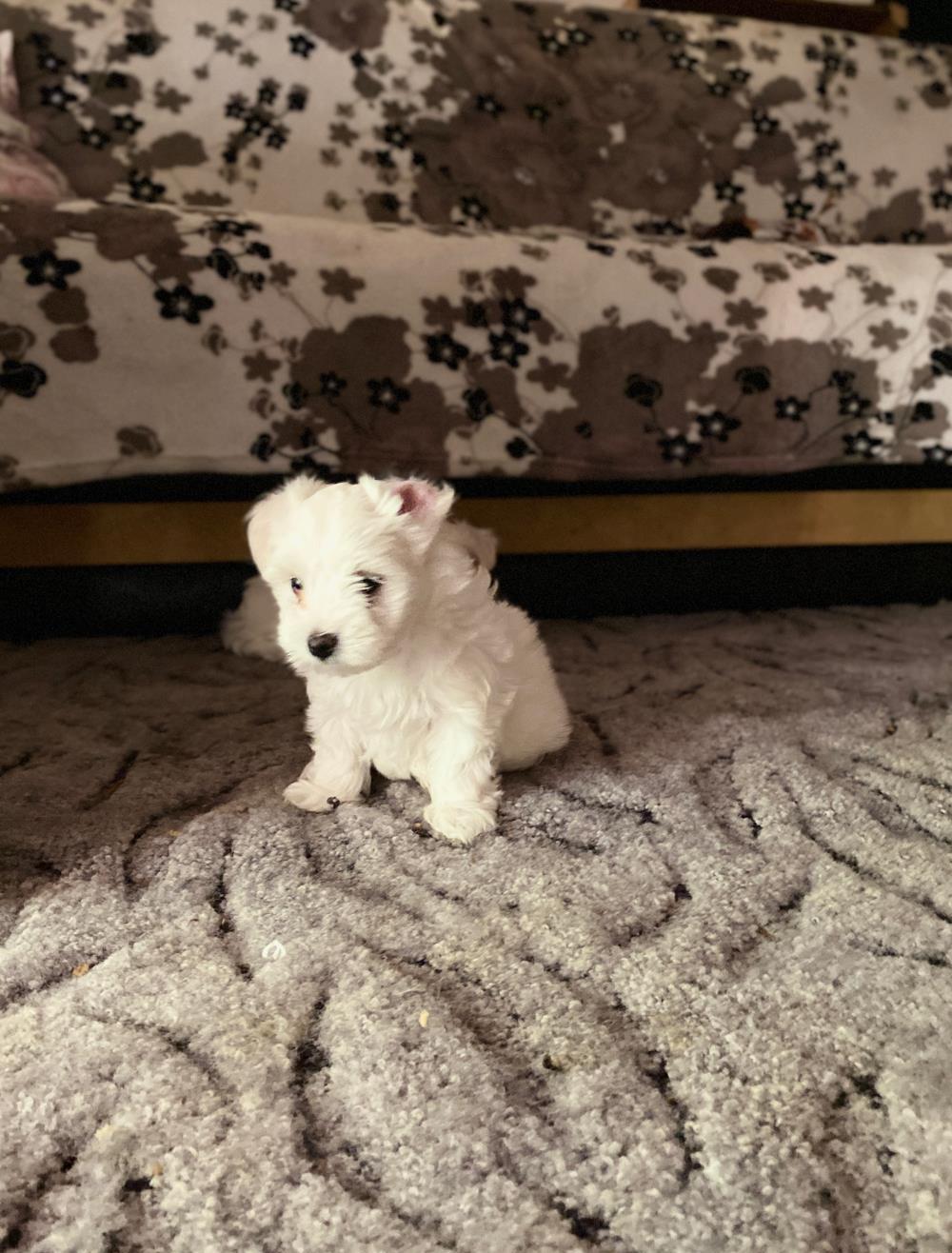 Bichon maltese talie mica