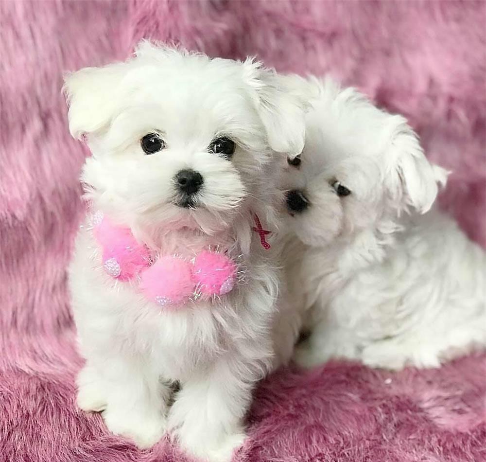 Bichon Maltese talie mini, 2 luni, garantie veterinara