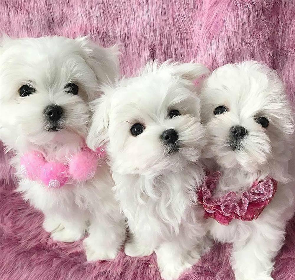Bichon Maltese talie mini, 2 luni, garantie veterinara