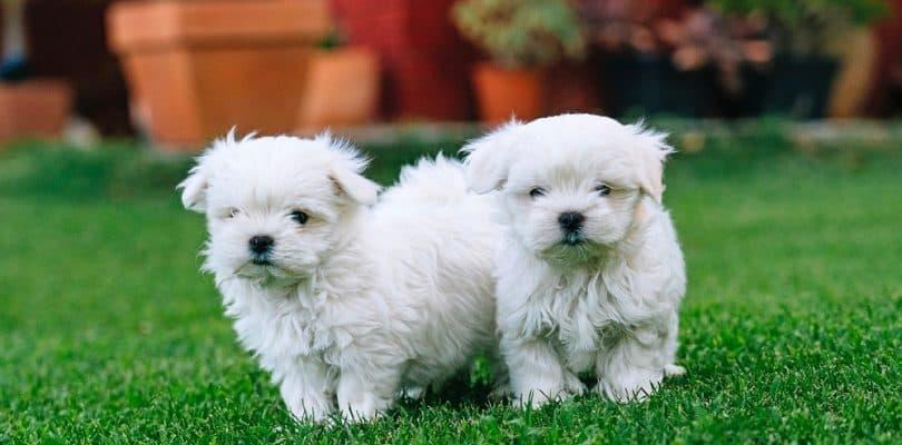 Bichon Maltese talie mini, 2 luni, garantie veterinara