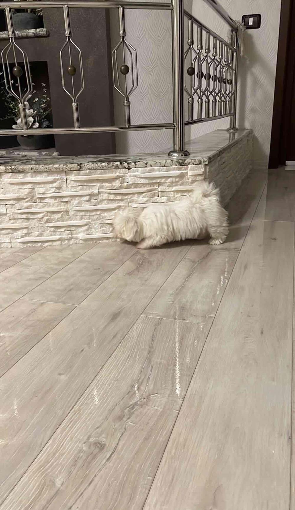 bichon maltesse alb 600ron