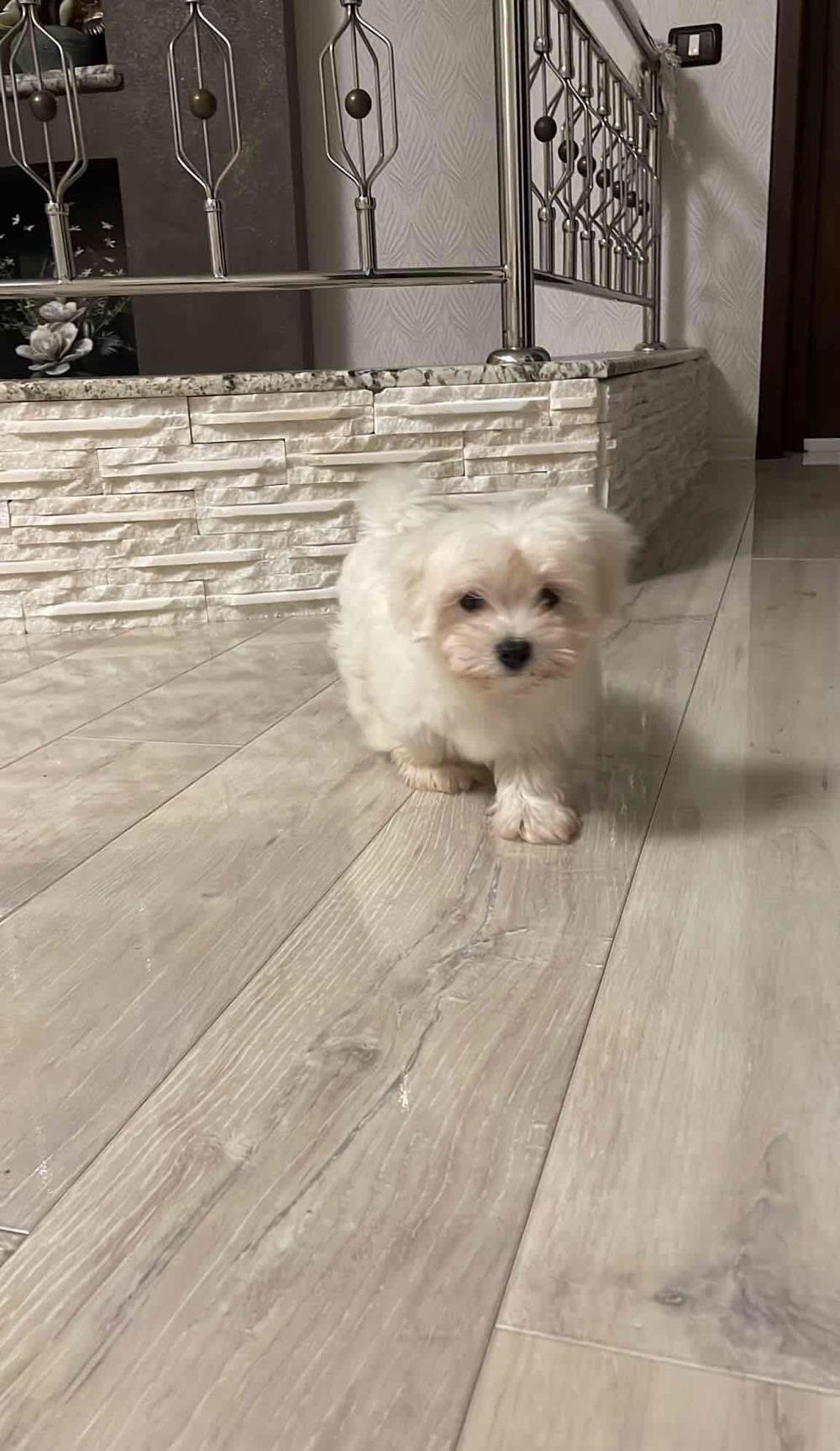 bichon maltesse alb 600ron