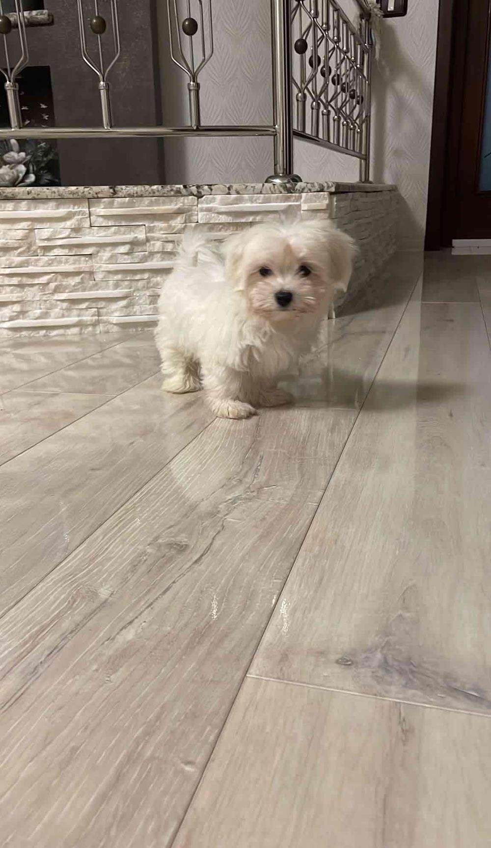 bichon maltesse alb 600ron
