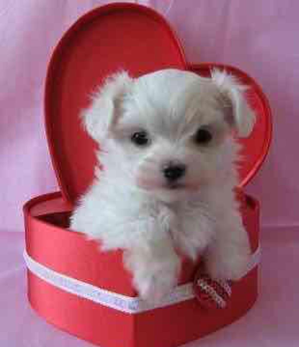 bichon maltesse albi