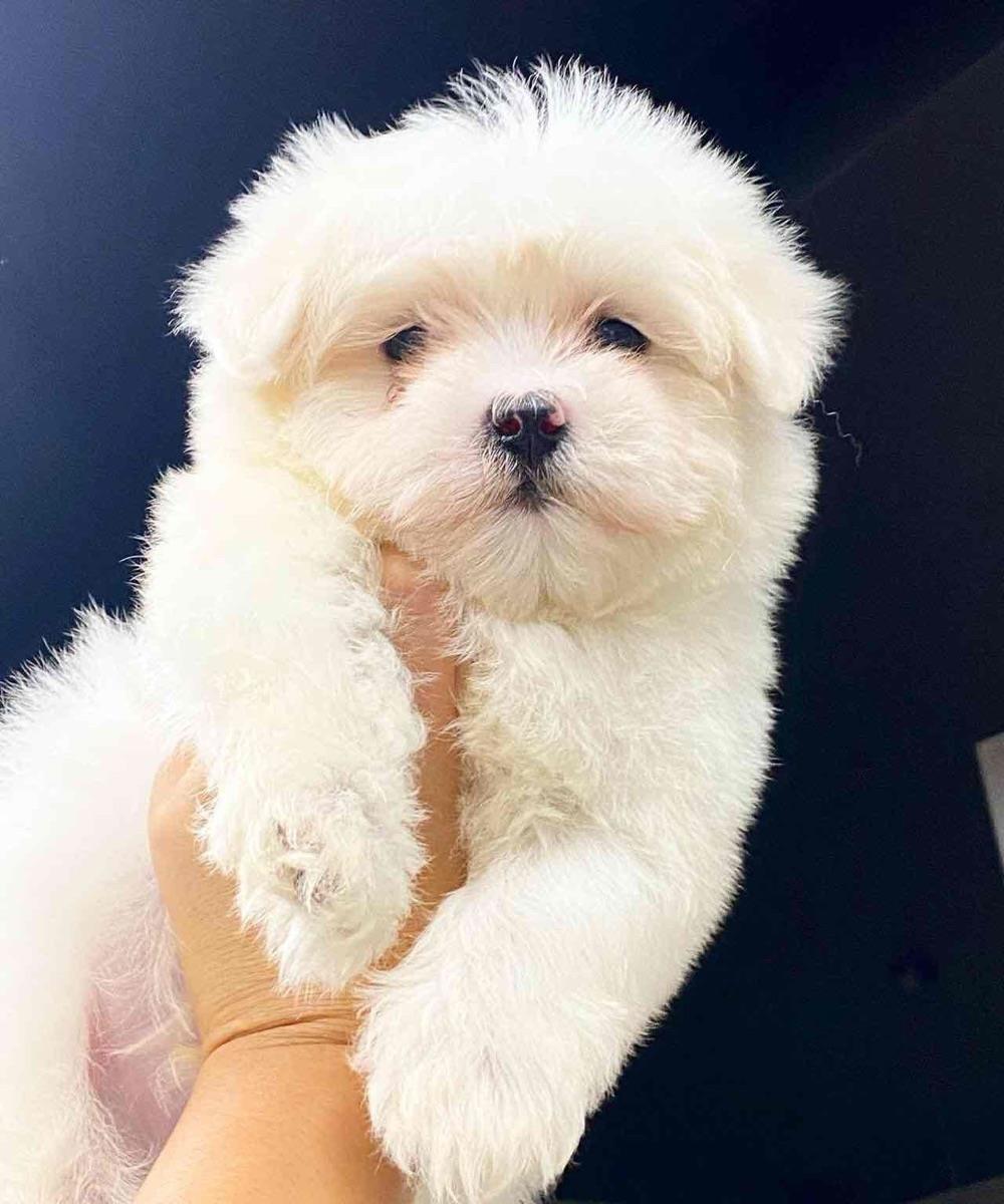 bichon maltesse albi 1000 ron