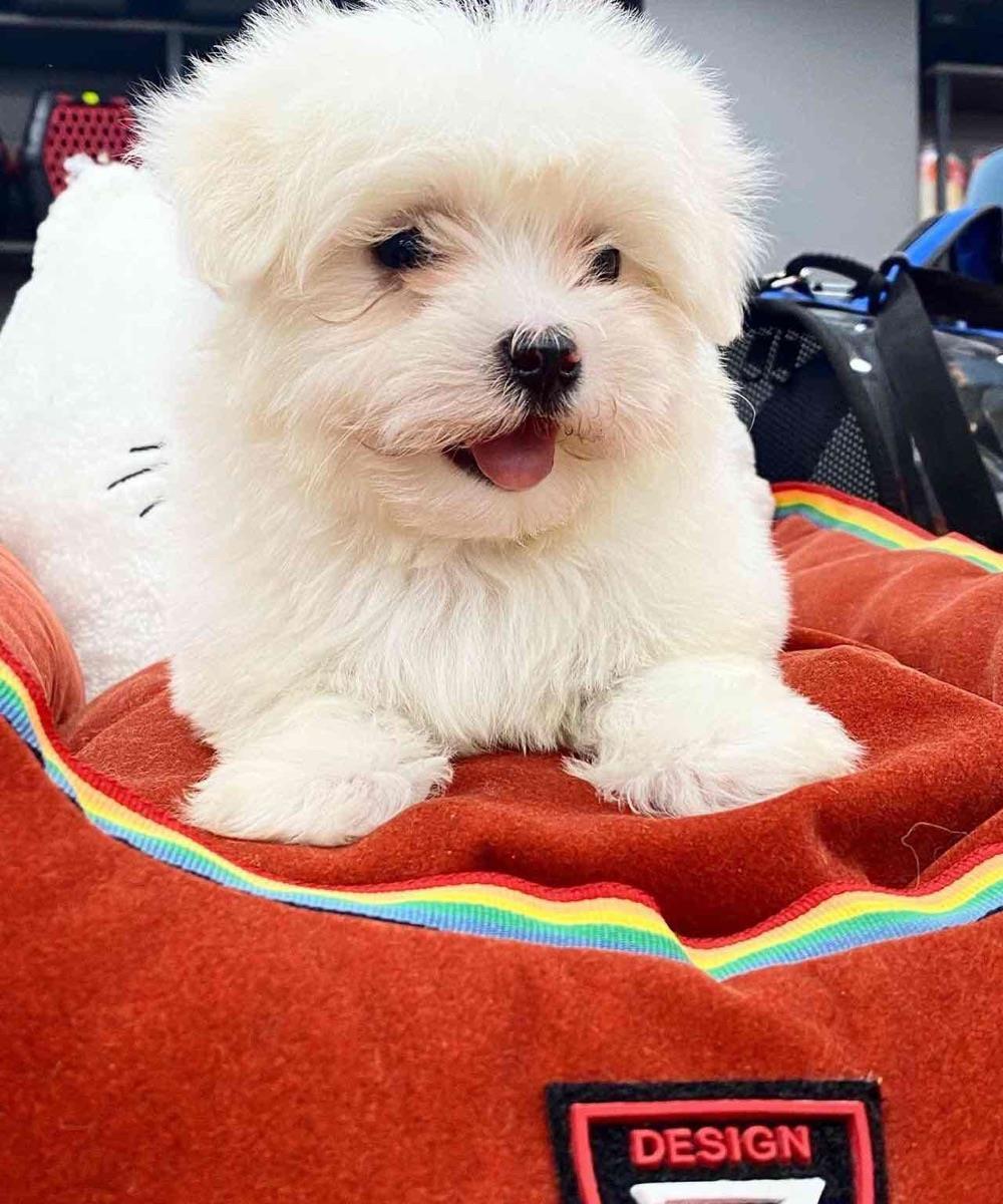 bichon maltesse albi 1000 ron