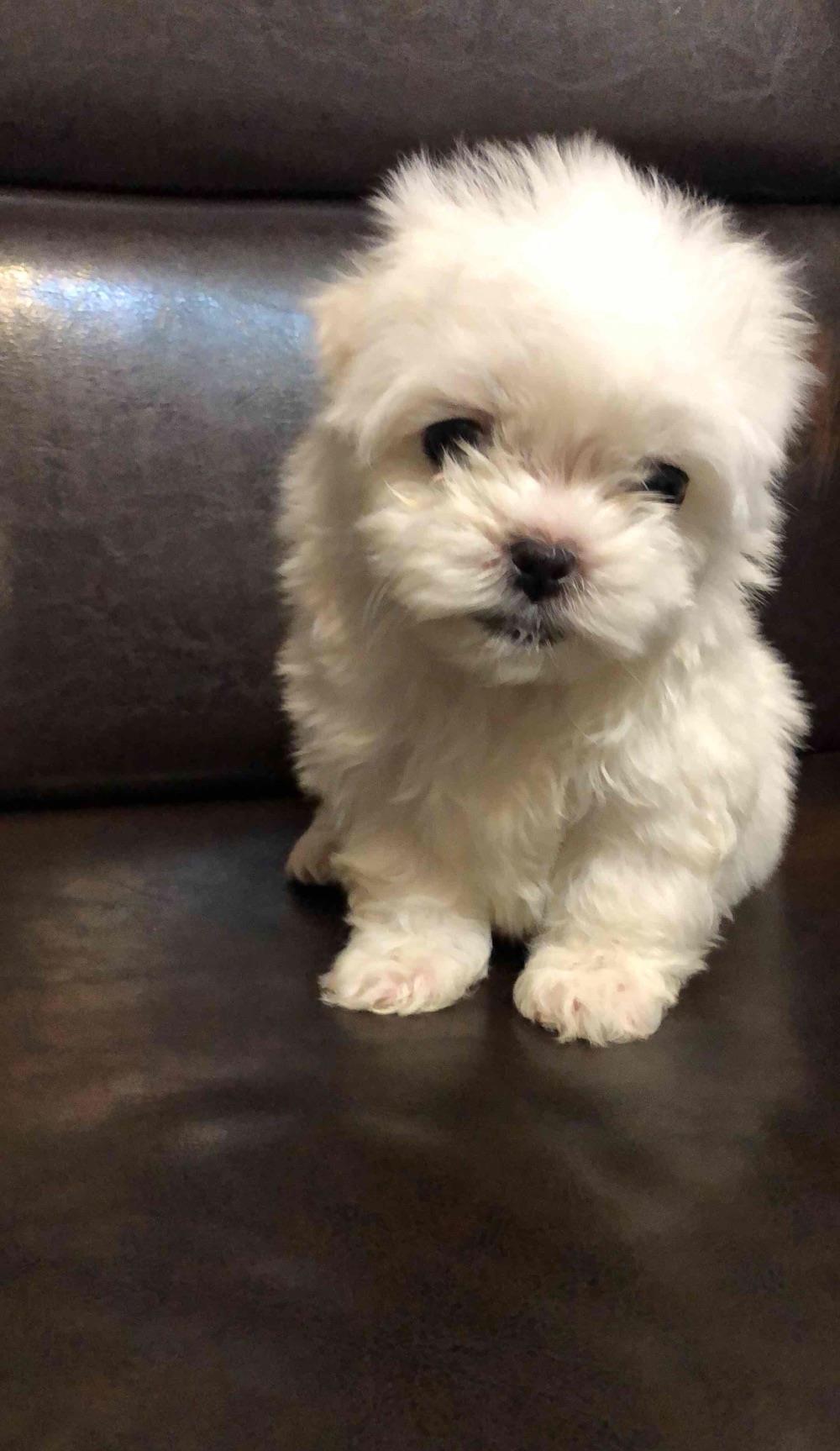 bichon maltesse albi 2 luni vaccinati 700 ron