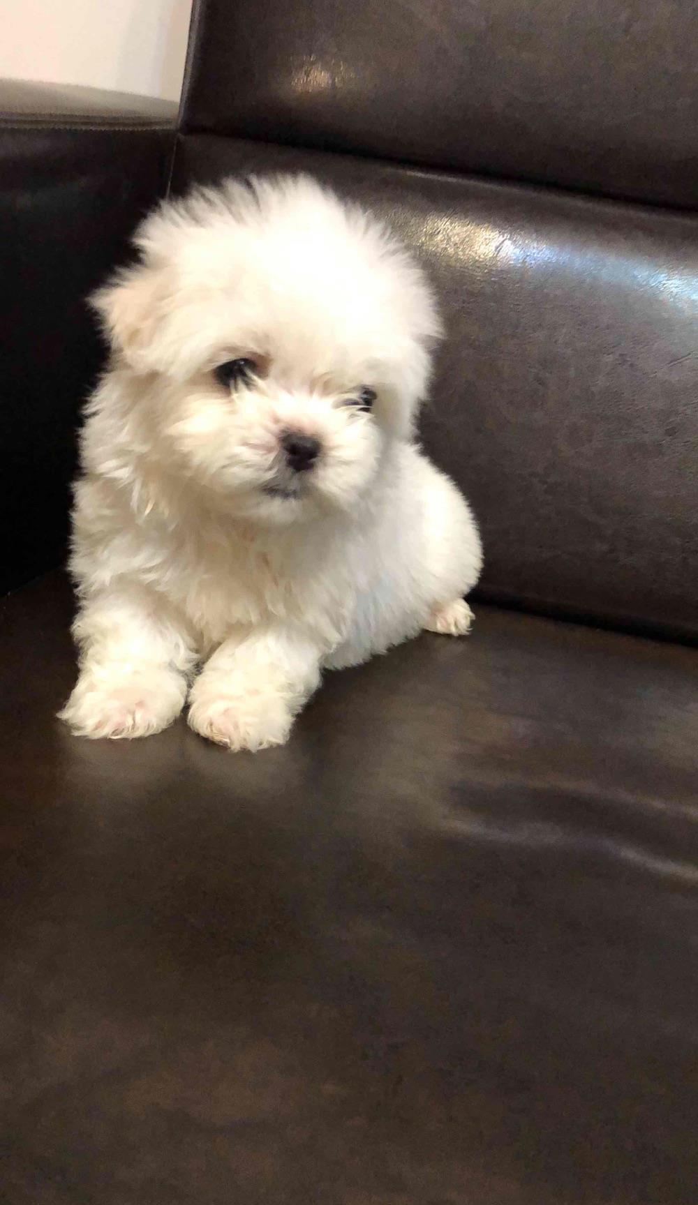 bichon maltesse albi 2 luni vaccinati 700 ron