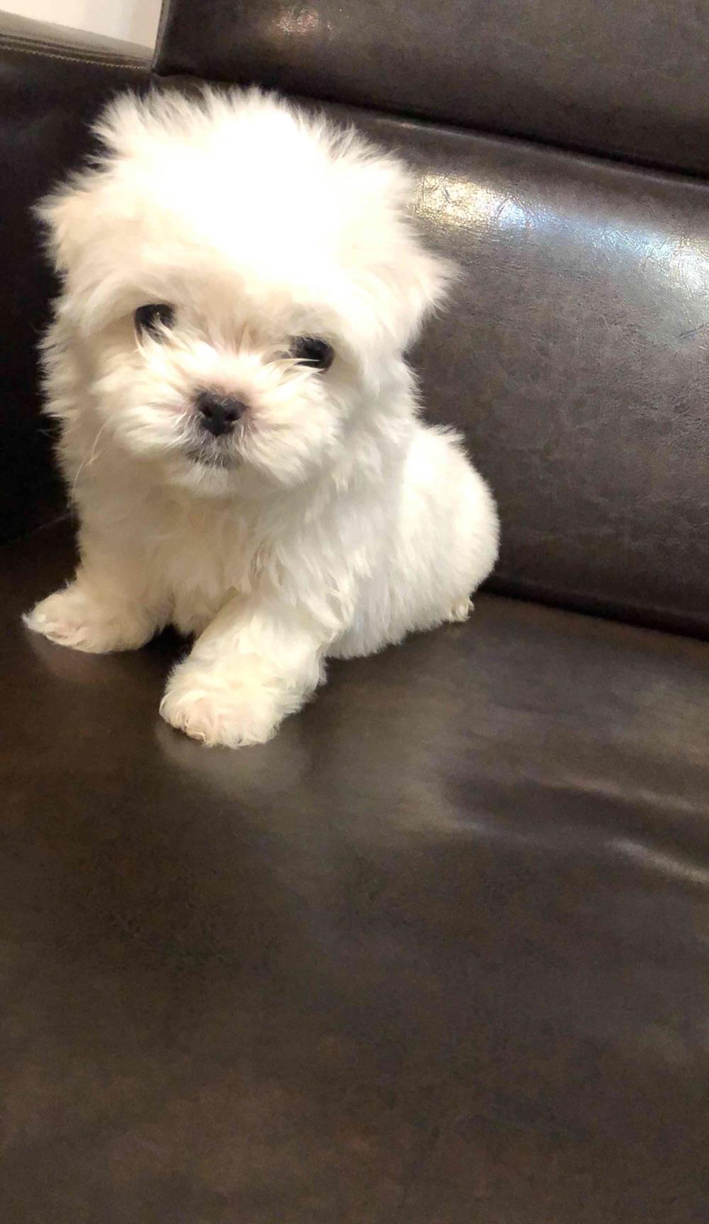 bichon maltesse albi 2 luni vaccinati 700 ron