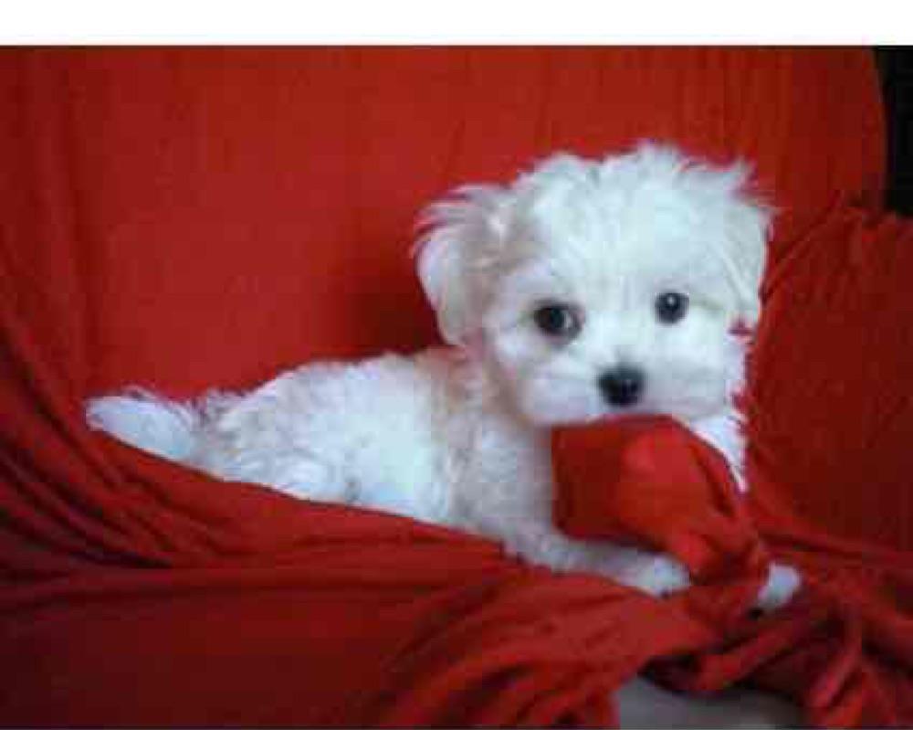 bichon maltesse albi