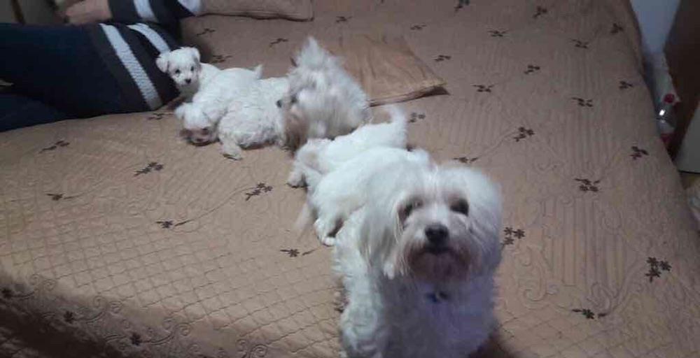 bichon maltesse albi
