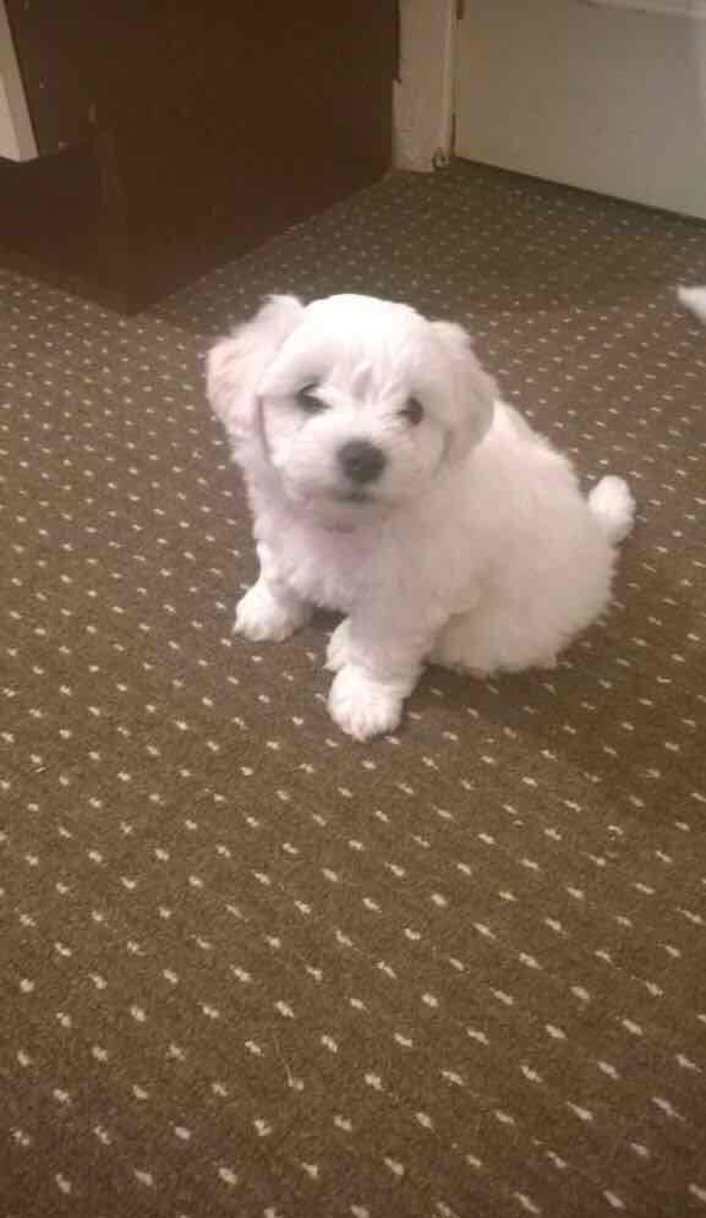 bichon maltesse albi
