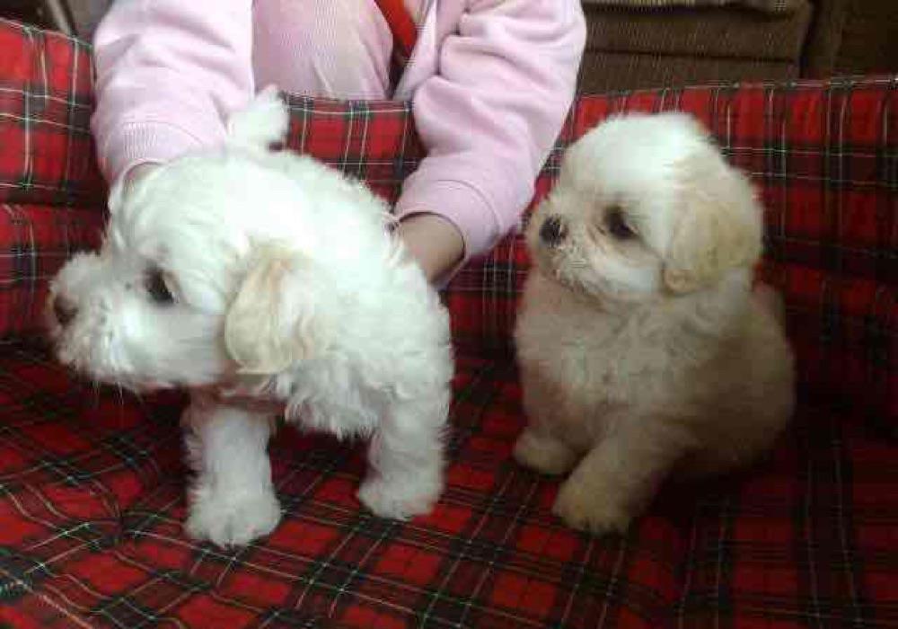 bichon maltesse albi de talie mica