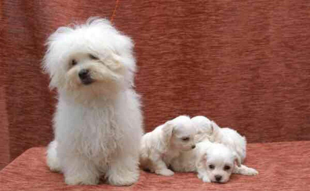bichon maltesse albi de talie mica
