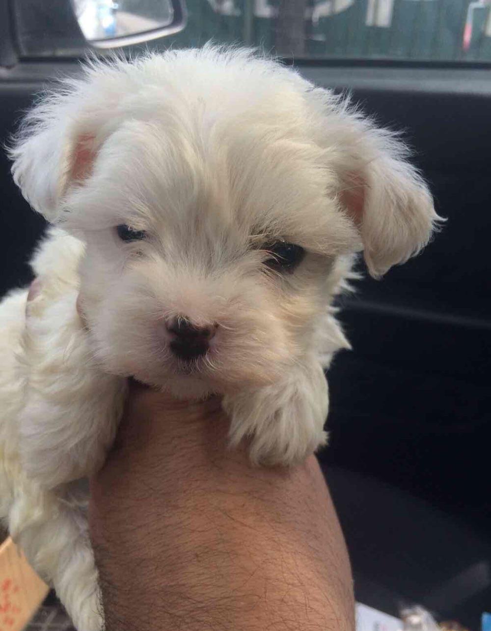 bichon maltesse albi de talie mica