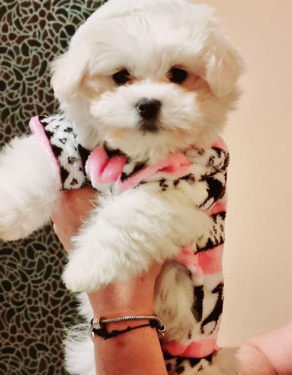 Bichon maltez 7 sapt