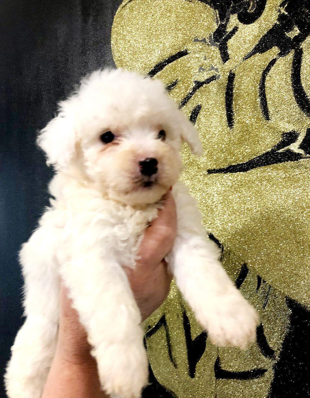 Bichon maltez 7 sapt