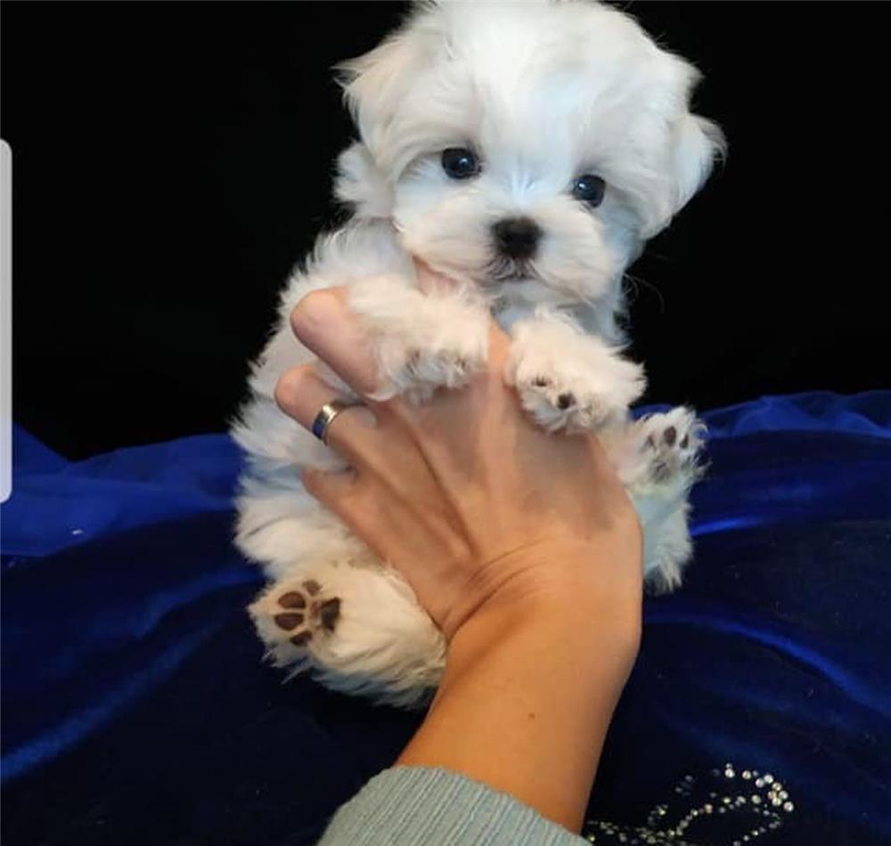 Bichon Maltez asa cum iti doresti. Cumpara de la o Canisa autorizata DSV