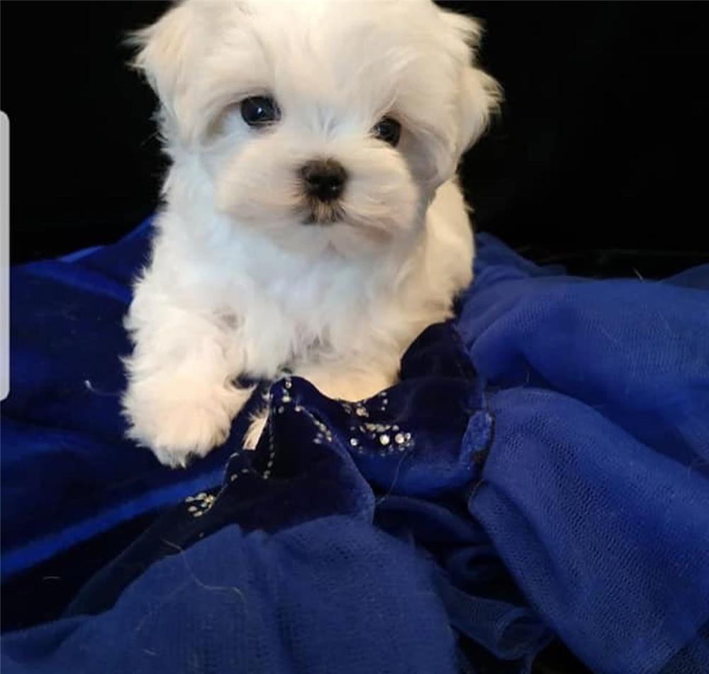 Bichon Maltez asa cum iti doresti. Cumpara de la o Canisa autorizata DSV
