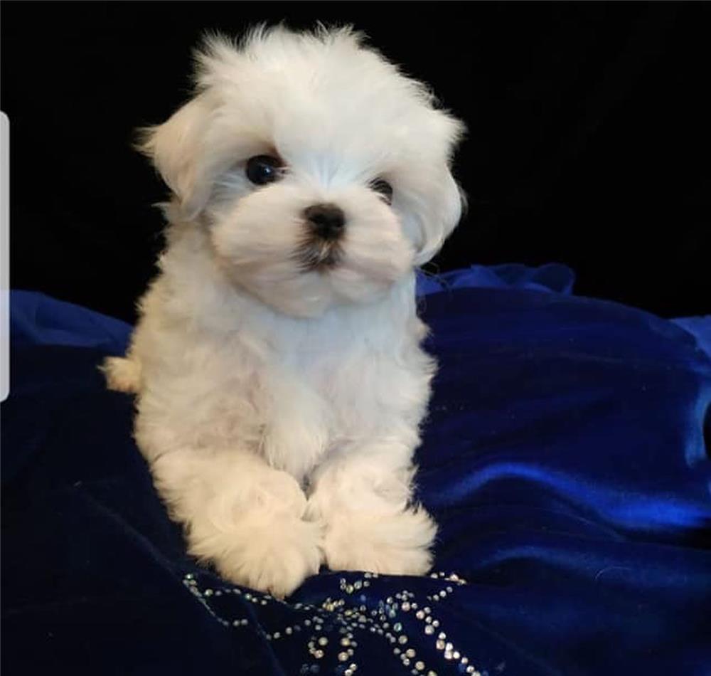 Bichon Maltez asa cum iti doresti. Cumpara de la o Canisa autorizata DSV