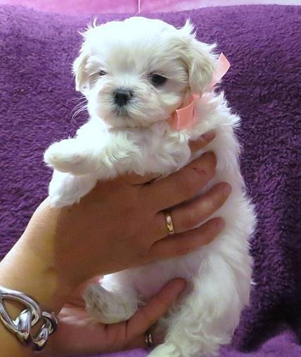Bichon Maltez - Cumpara in Siguranta - Suntem Canisa Autorizata ANSVSA
