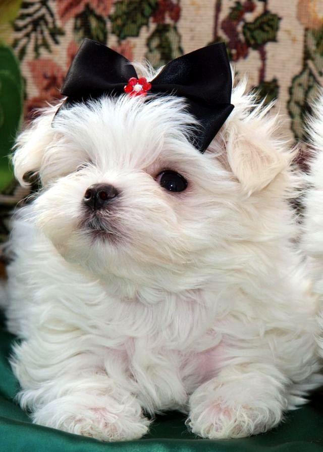 Bichon Maltez - Cumpara in Siguranta - Suntem Canisa Autorizata ANSVSA