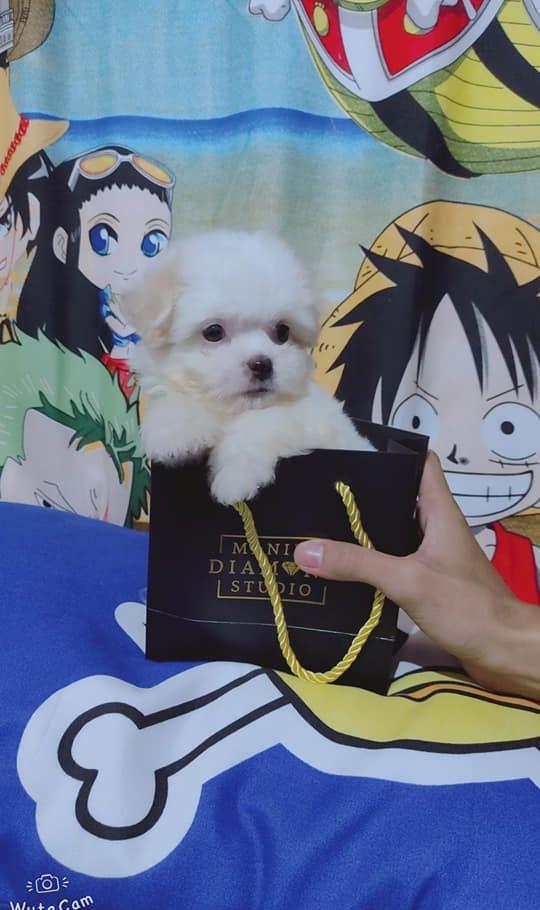 Bichon Maltez de Elita, din canisa autorizata la standarde europene