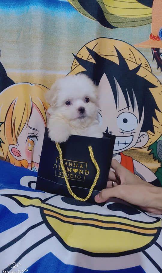 Bichon Maltez de Elita, din canisa autorizata la standarde europene