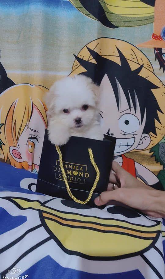 Bichon Maltez de Elita, din canisa autorizata la standarde europene