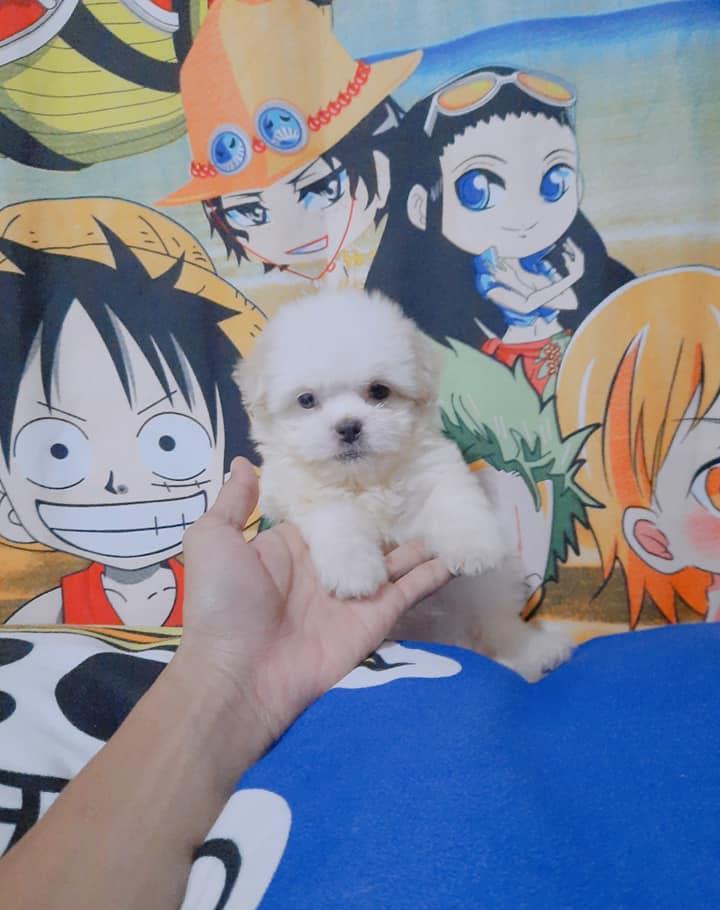 Bichon Maltez de Elita, din canisa autorizata la standarde europene