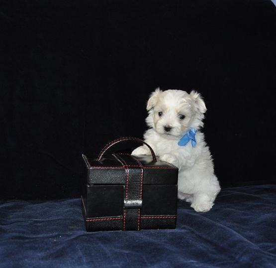 Bichon Maltez de inalta calitate genetica, talie Toy, Alb imaculat, Garantie veterinara