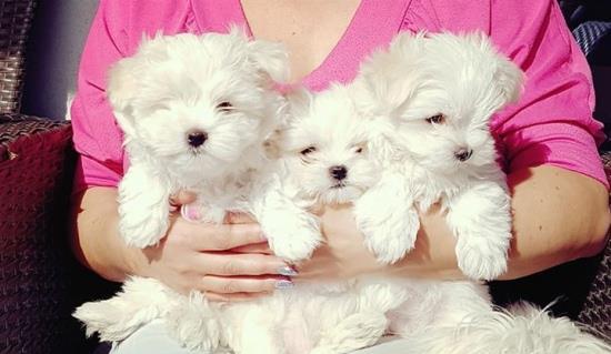 Bichon Maltez de inalta calitate genetica, talie Toy, Alb imaculat, Garantie veterinara