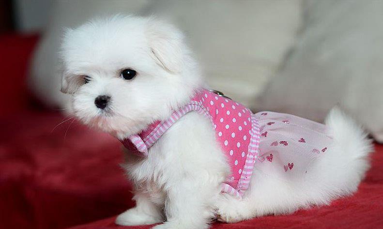 Bichon Maltez de inalta calitate genetica, talie Toy, Alb imaculat, Garantie veterinara