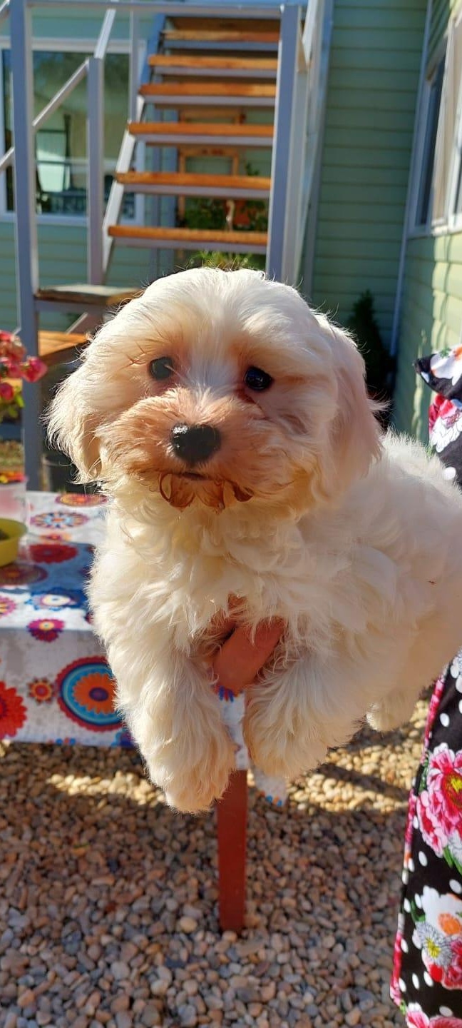 Bichon maltez de vanzare